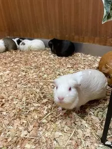 モフ アニマルカフェ ららぽーと愛知東郷店（Moff animal cafe）