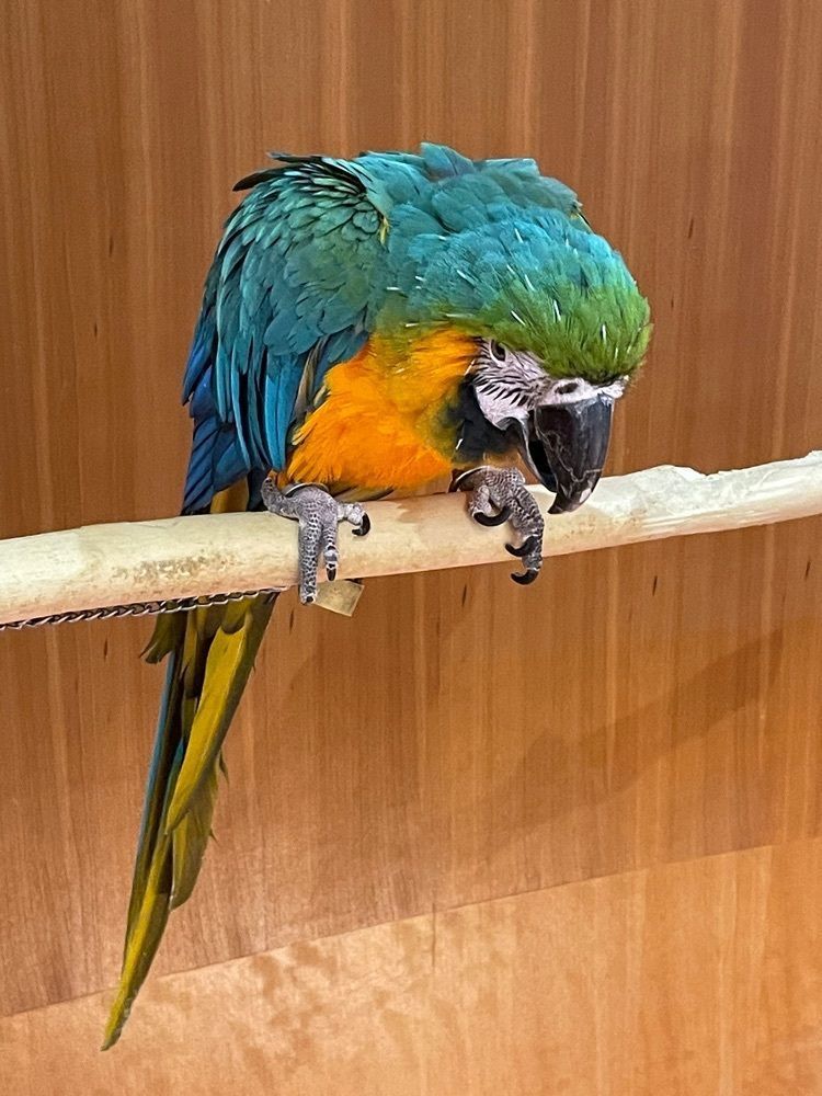 お出かけ名古屋人さんが投稿したモフ アニマルカフェ ららぽーと愛知東郷店（Moff animal cafe）に関する口コミの画像