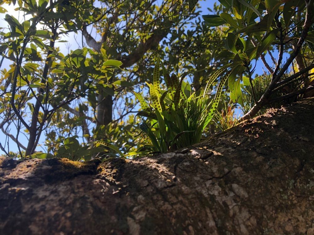 としとしさんが投稿した鋸山日本寺展望台に関する口コミの画像