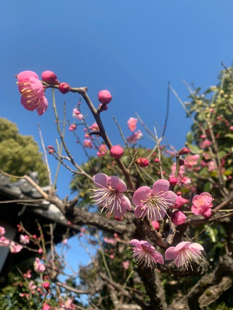 blossom&C7の画像