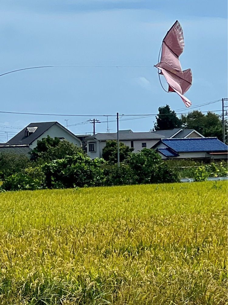 ビンカさんが投稿したcafe hacco（カフェ ハッコ）に関する口コミの画像