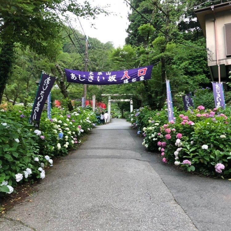 #大平山 #あじさい #梅雨