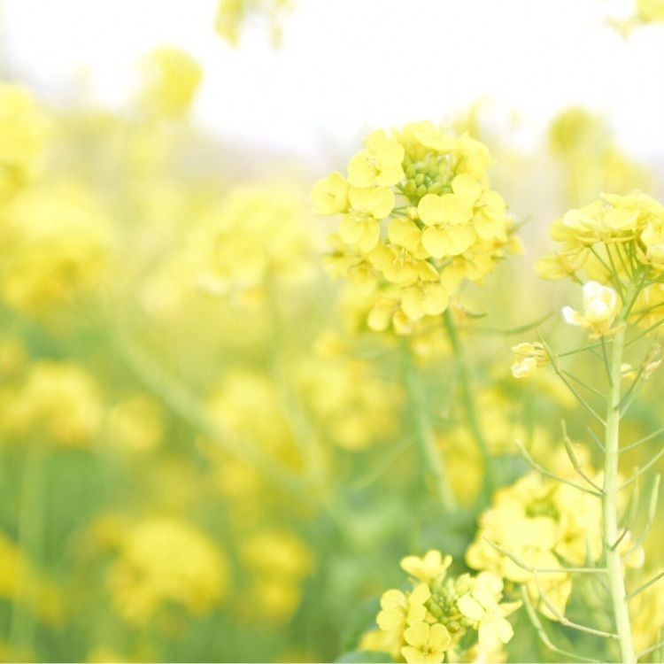 #マザー牧場 #菜の花 #春