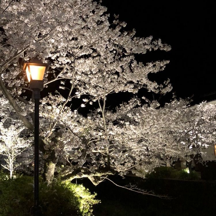 一人旅_mall_0723さんが投稿した一の坂川沿いに関する口コミの画像