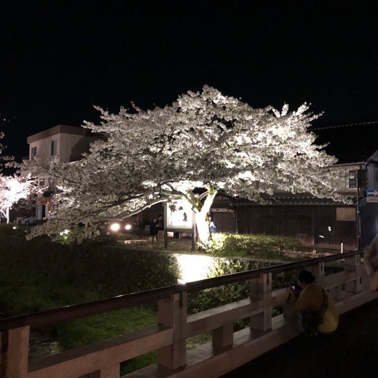 一人旅_mall_0723さんが投稿した一の坂川沿いに関する口コミの画像