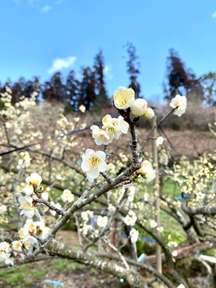Rhapsodyさんが投稿した梅酒蔵おおやまに関する口コミの画像