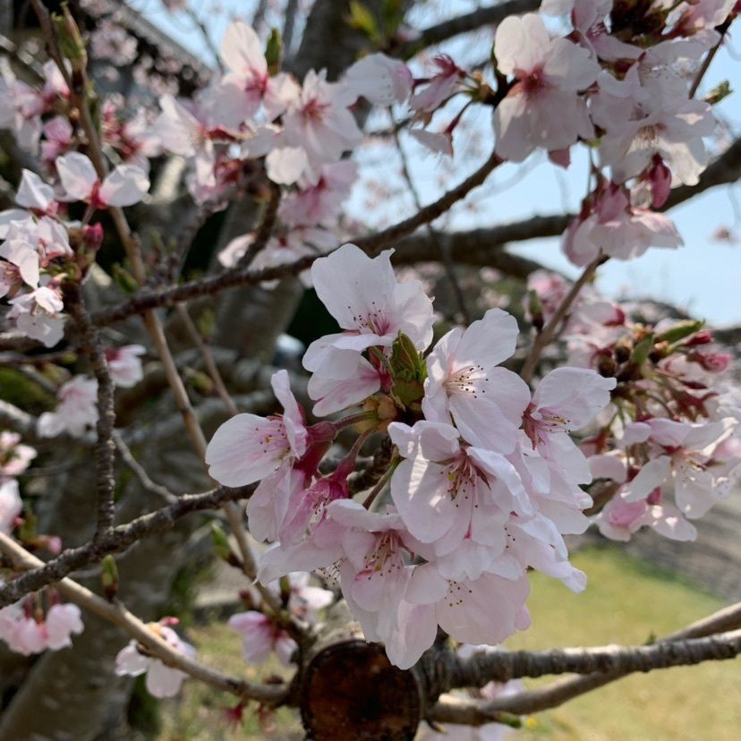 aaeさんが投稿した安房神社の桜に関する口コミの画像