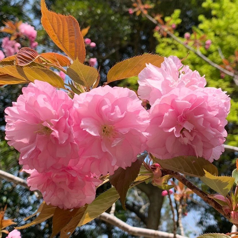 aaeさんが投稿した安房神社の桜に関する口コミの画像