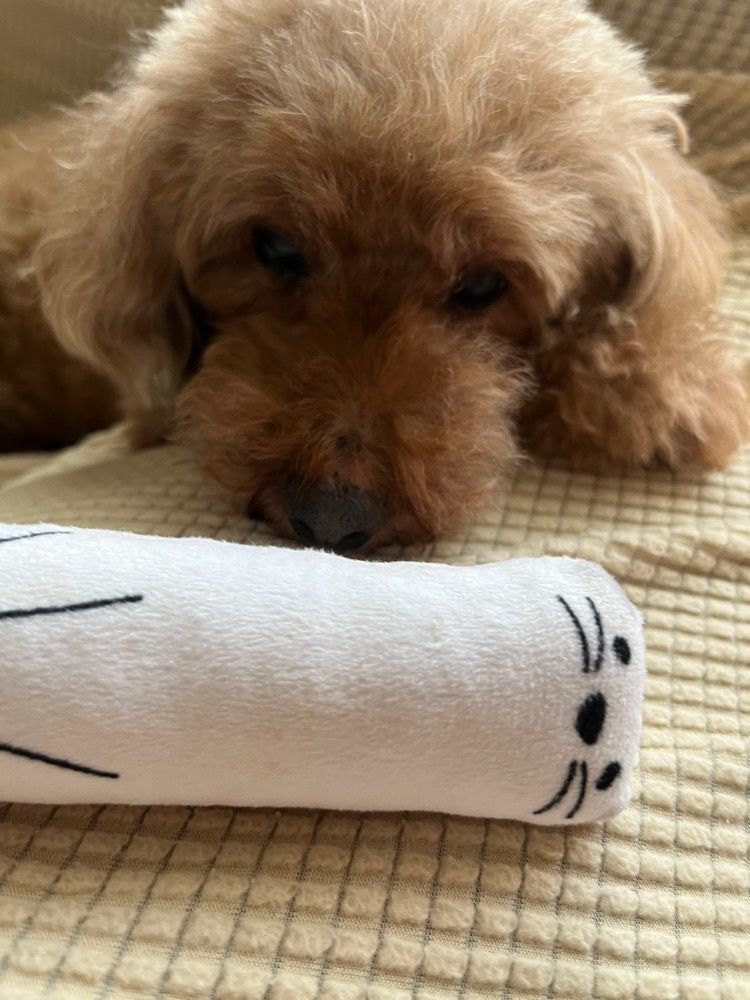 chou chou tabiさんが投稿したリンツ ショコラ ブティック エミル高槻店に関する口コミの画像