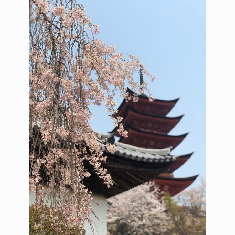 ジャスさんが投稿した宮島の桜に関する口コミの画像
