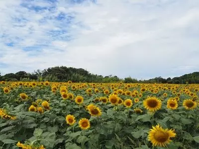タイラファーム