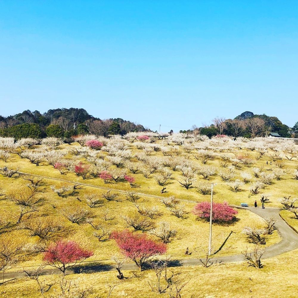 よぴらさんが投稿した豊岡梅園 売店に関する口コミの画像