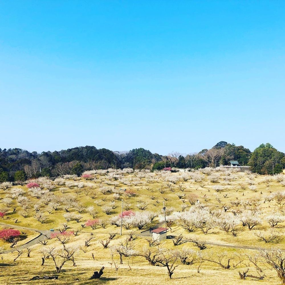 よぴらさんが投稿した豊岡梅園 売店に関する口コミの画像