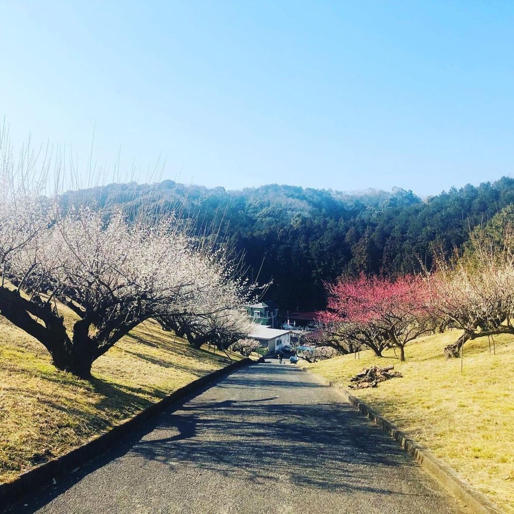 よぴらさんが投稿した豊岡梅園 売店に関する口コミの画像