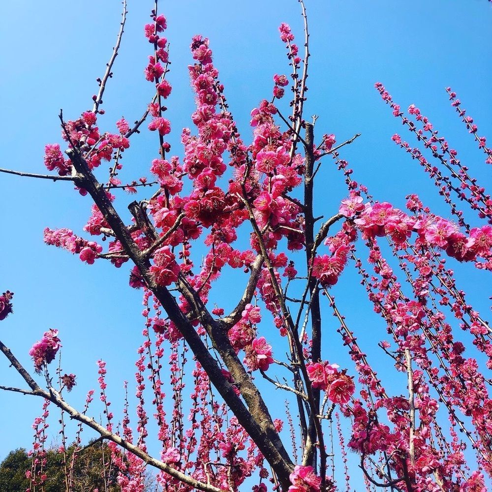 よぴらさんが投稿した豊岡梅園 売店に関する口コミの画像