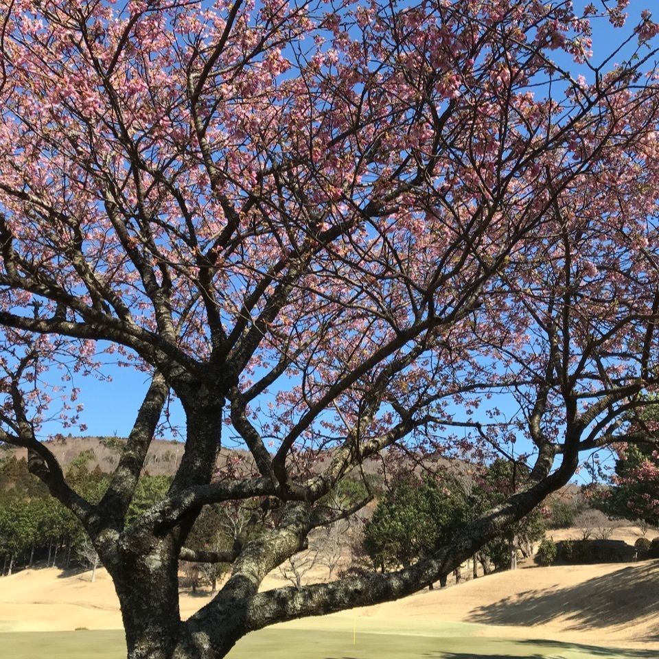 warm_village_b69fさんが投稿した稲取ゴルフクラブに関する口コミの画像