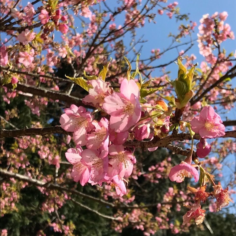 warm_village_b69fさんが投稿した稲取ゴルフクラブに関する口コミの画像