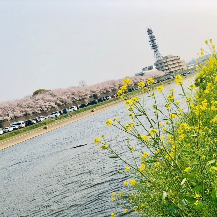 ま̤̮き̤̮さんが投稿した遠賀川に関する口コミの画像