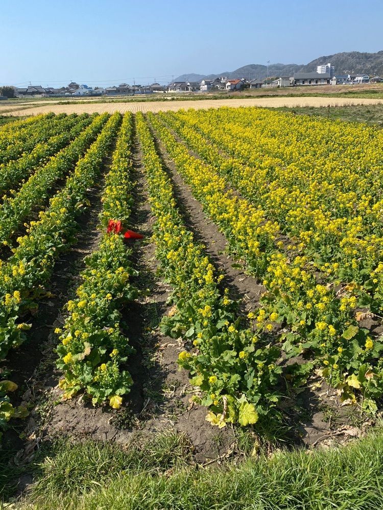 Satoshi.Nさんが投稿した道の駅 白浜野島崎に関する口コミの画像