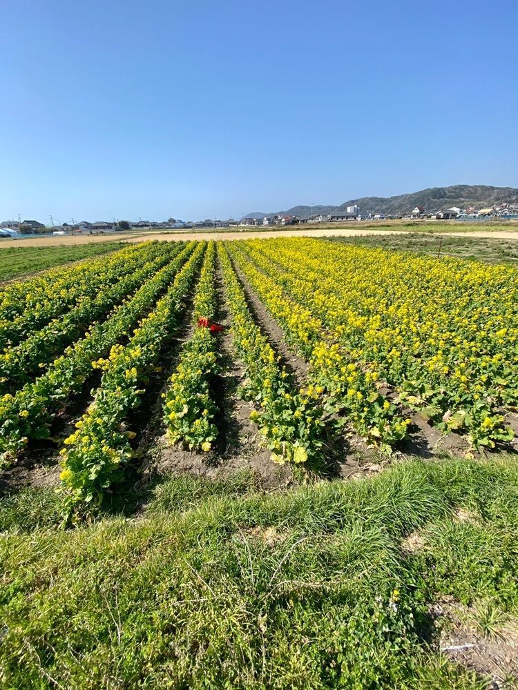 Satoshi.Nさんが投稿した道の駅 白浜野島崎に関する口コミの画像