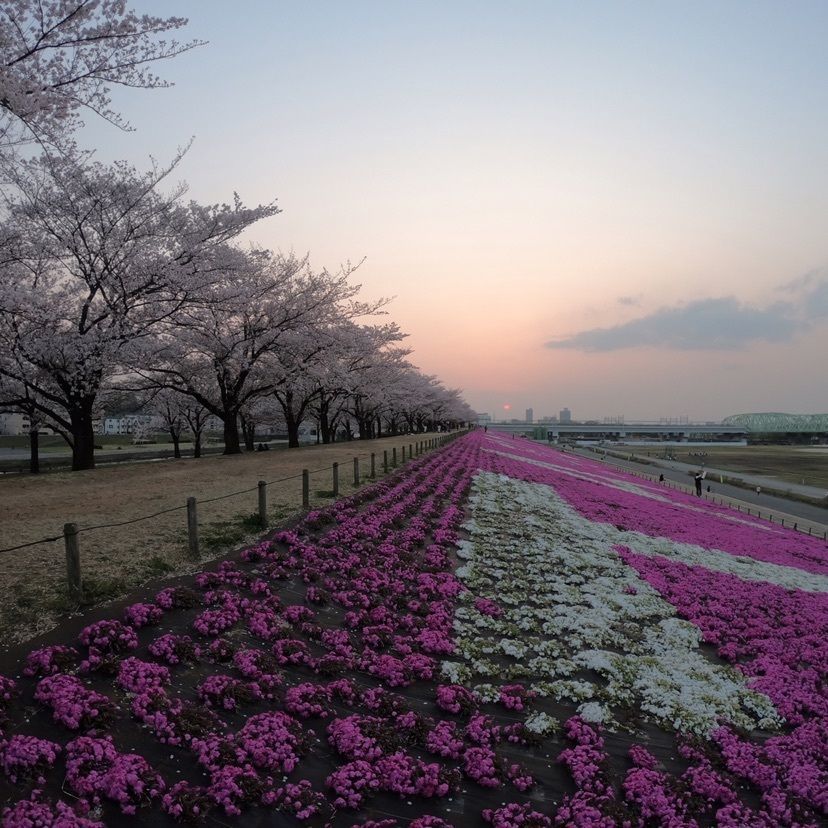 やまさんが投稿した荒川岩淵関緑地に関する口コミの画像
