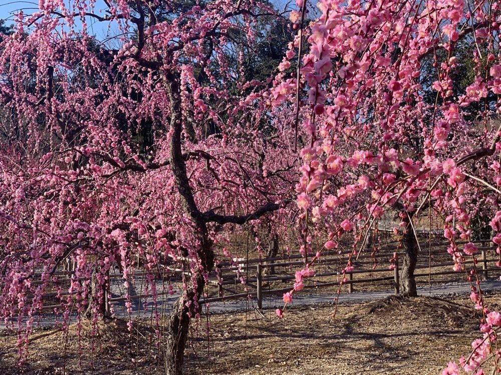 ayuminさんが投稿した菅原神社に関する口コミの画像