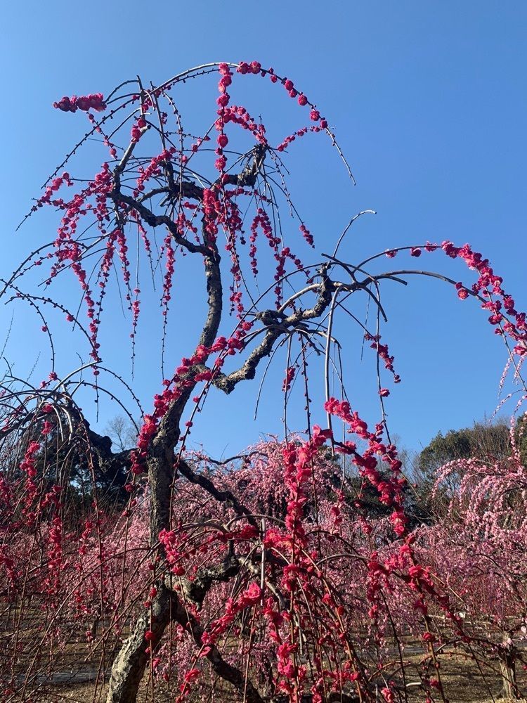 ayuminさんが投稿した菅原神社に関する口コミの画像
