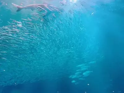 名古屋水族館