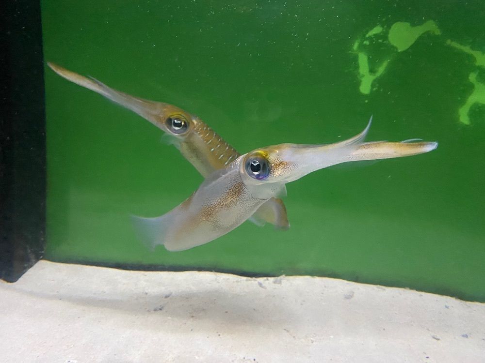 Yukaさんが投稿した越前松島水族館 展望レストランに関する口コミの画像