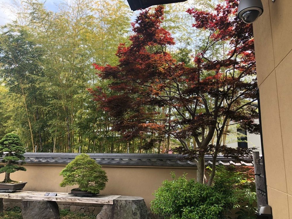teruteru  sanpoさんが投稿したさいたま市大宮盆栽美術館に関する口コミの画像