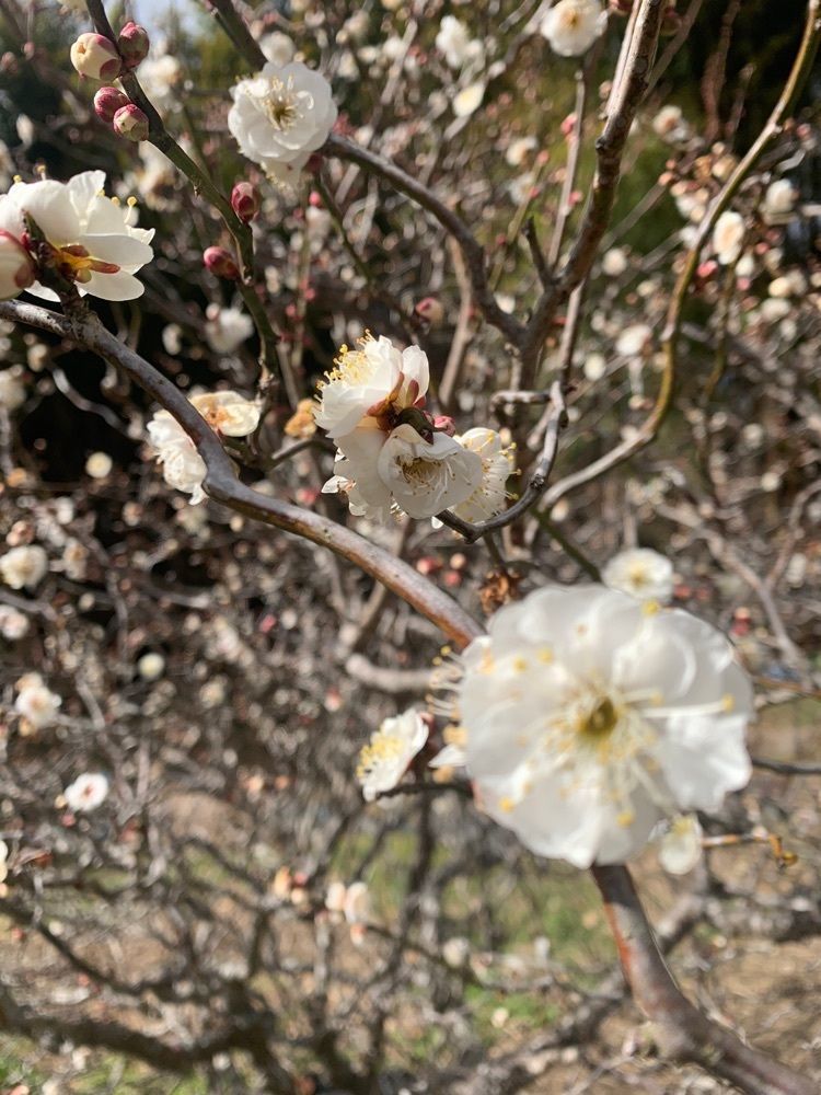 blossom&C7の画像