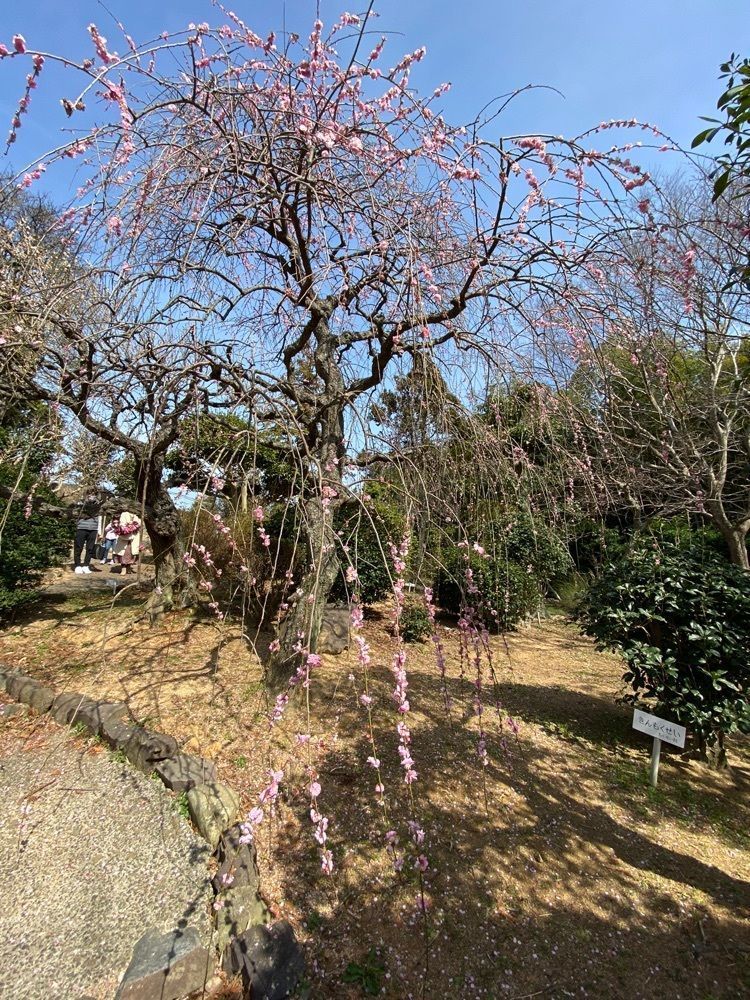 fumie0203さんが投稿した下関市園芸センター／うめに関する口コミの画像