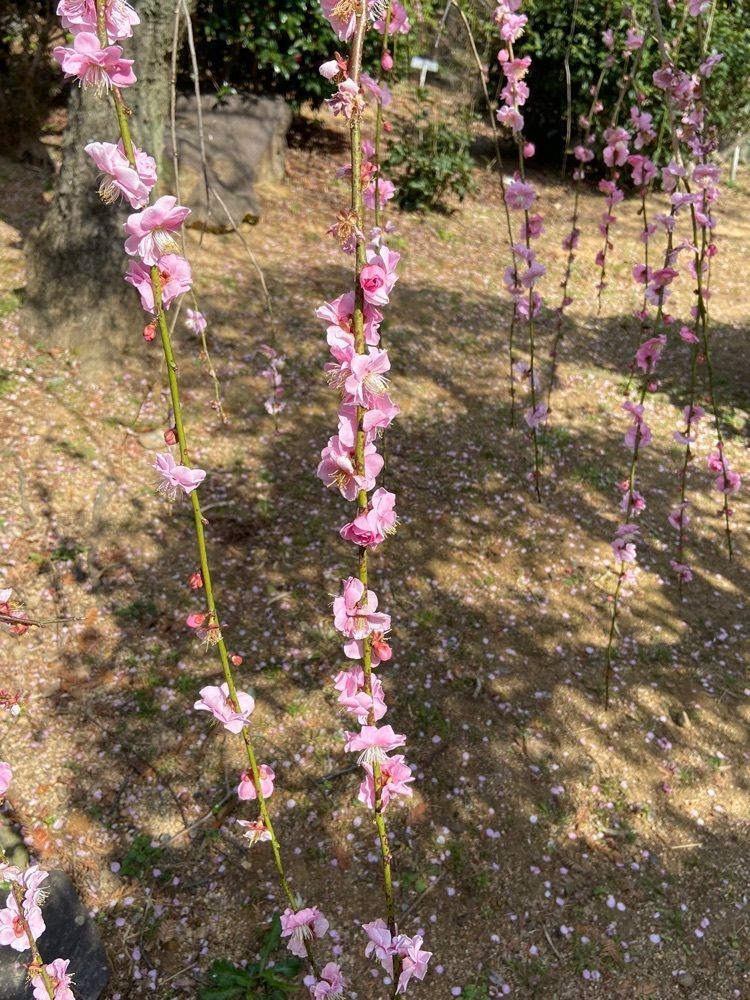 fumie0203さんが投稿した下関市園芸センター／うめに関する口コミの画像