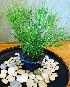 花の小宿 重兵衛 2枚目