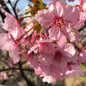 浜岡砂丘 2枚目