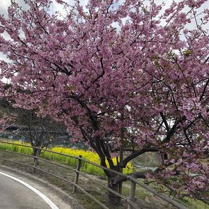 浜岡砂丘 3枚目