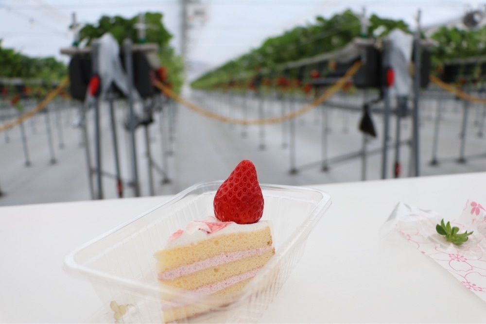 Yukaさんが投稿した苺園いちごめぐりに関する口コミの画像
