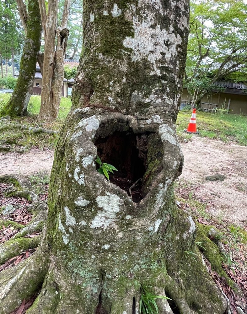 みーなさんが投稿した国宝瑠璃光寺五重塔に関する口コミの画像