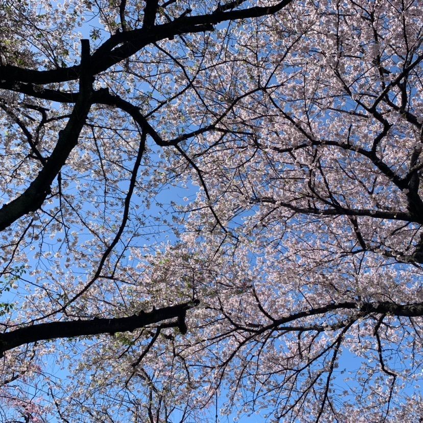 ひろさんさんが投稿した実相院に関する口コミの画像