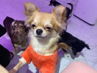 犬カフェ Rio 原宿竹下通り店（リオ）