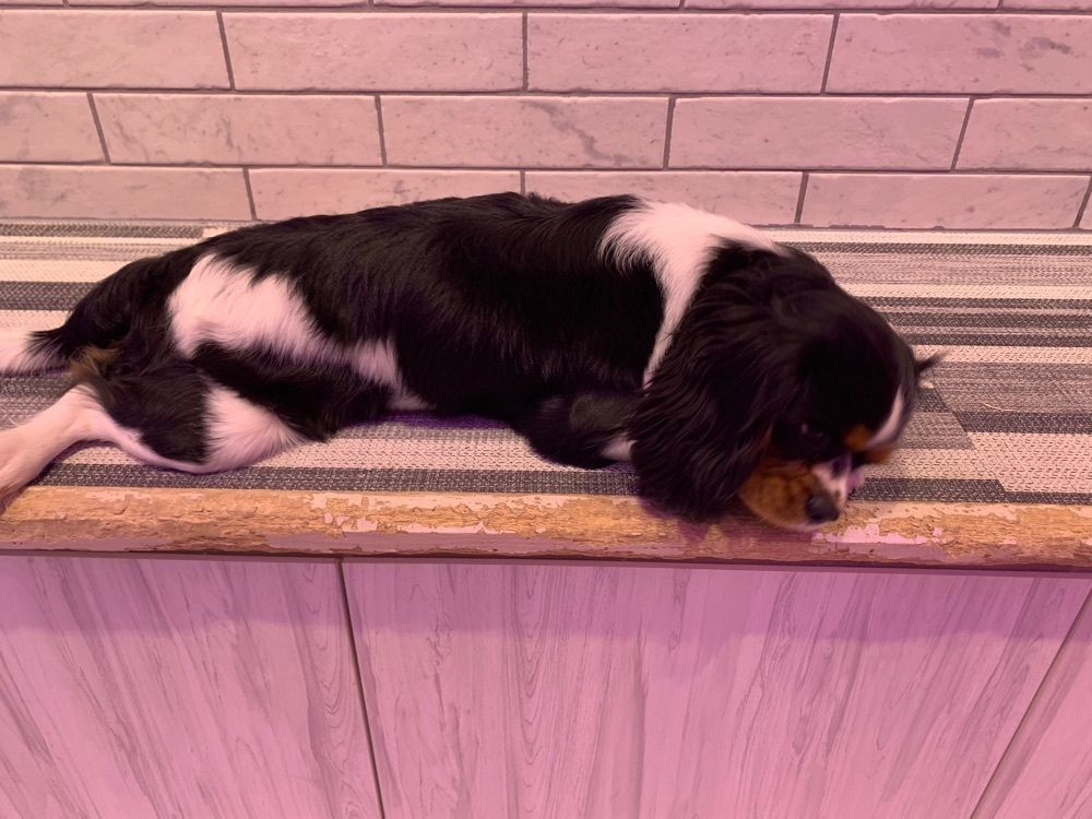 みみみさんが投稿した犬カフェ Rio 原宿竹下通り店（リオ）に関する口コミの画像
