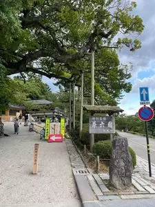 兼六園の桜