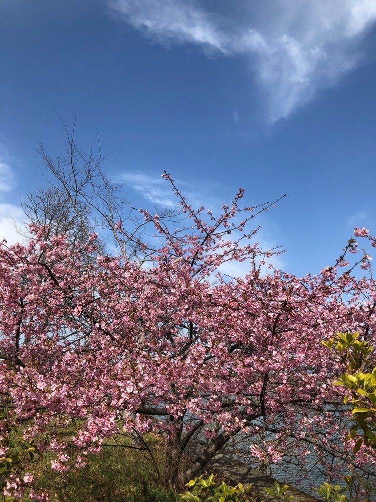 花❁⃘華  さんが投稿した八坂寺に関する口コミの画像