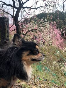 大縣神社 8枚目