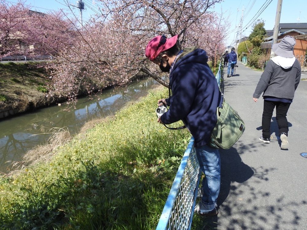 junkunさんが投稿した鷲宮コスモスふれあいロードに関する口コミの画像
