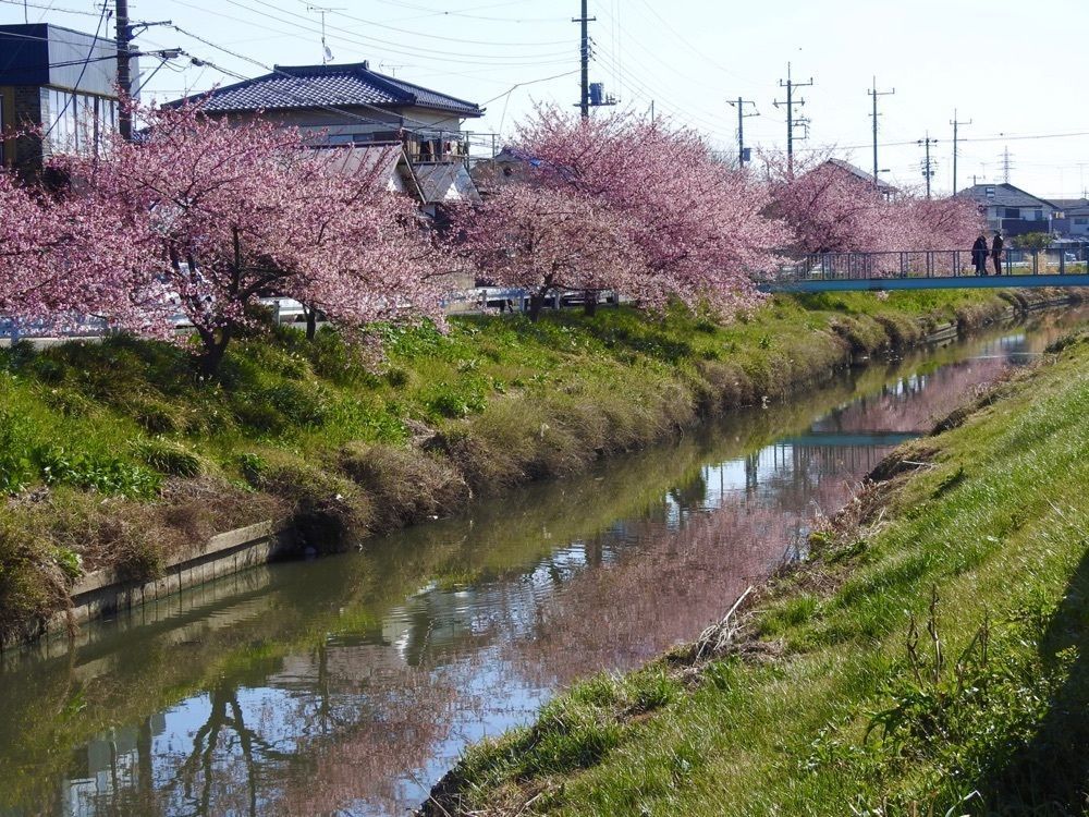 junkunさんが投稿した鷲宮コスモスふれあいロードに関する口コミの画像