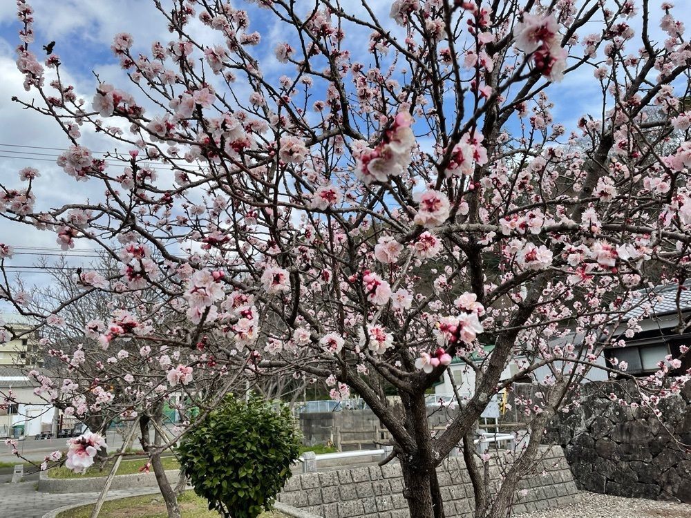 メリーさんが投稿した宇和島市立歴史資料館に関する口コミの画像