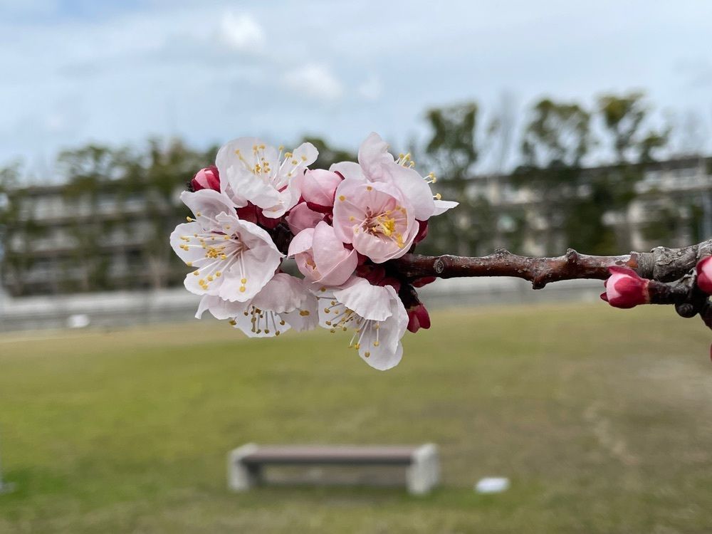 メリーさんが投稿した天赦園に関する口コミの画像