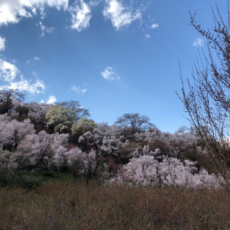 うっさでーすさんが投稿した花見山珈琲工房 空と花に関する口コミの画像