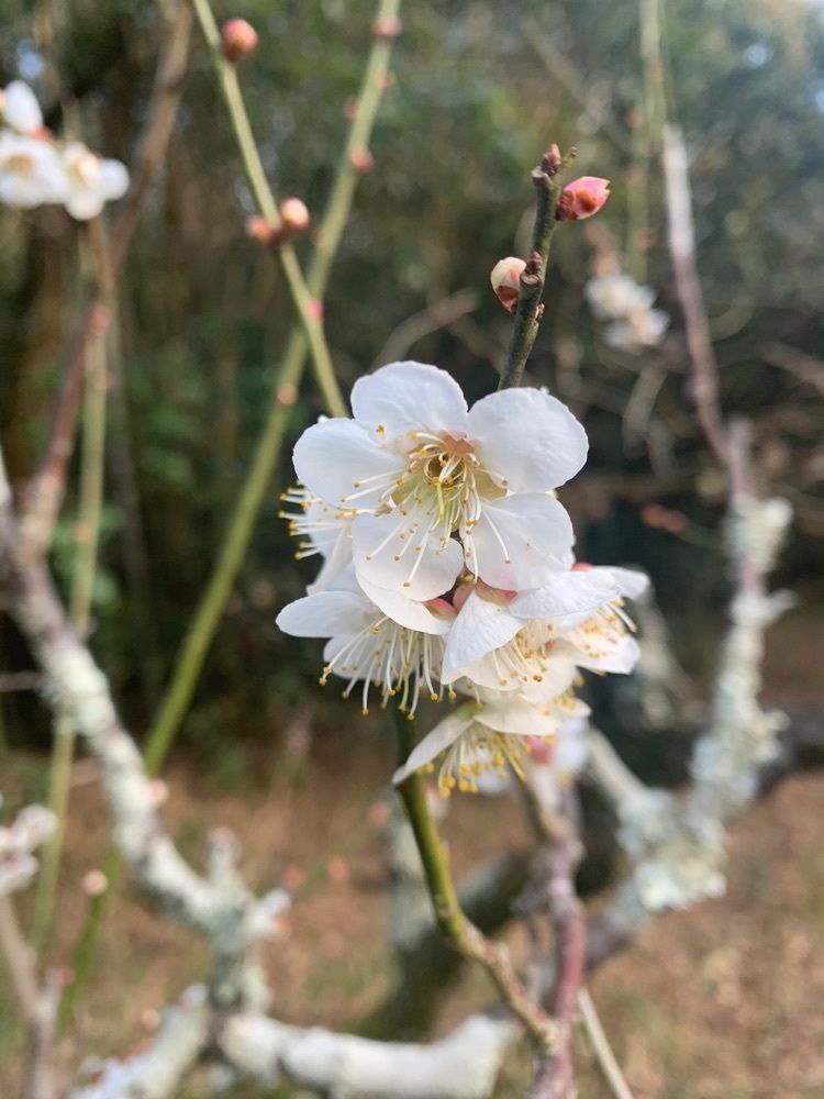 blossom&C7さんが投稿した鳥こまち 京都城陽店（とりこまち）に関する口コミの画像